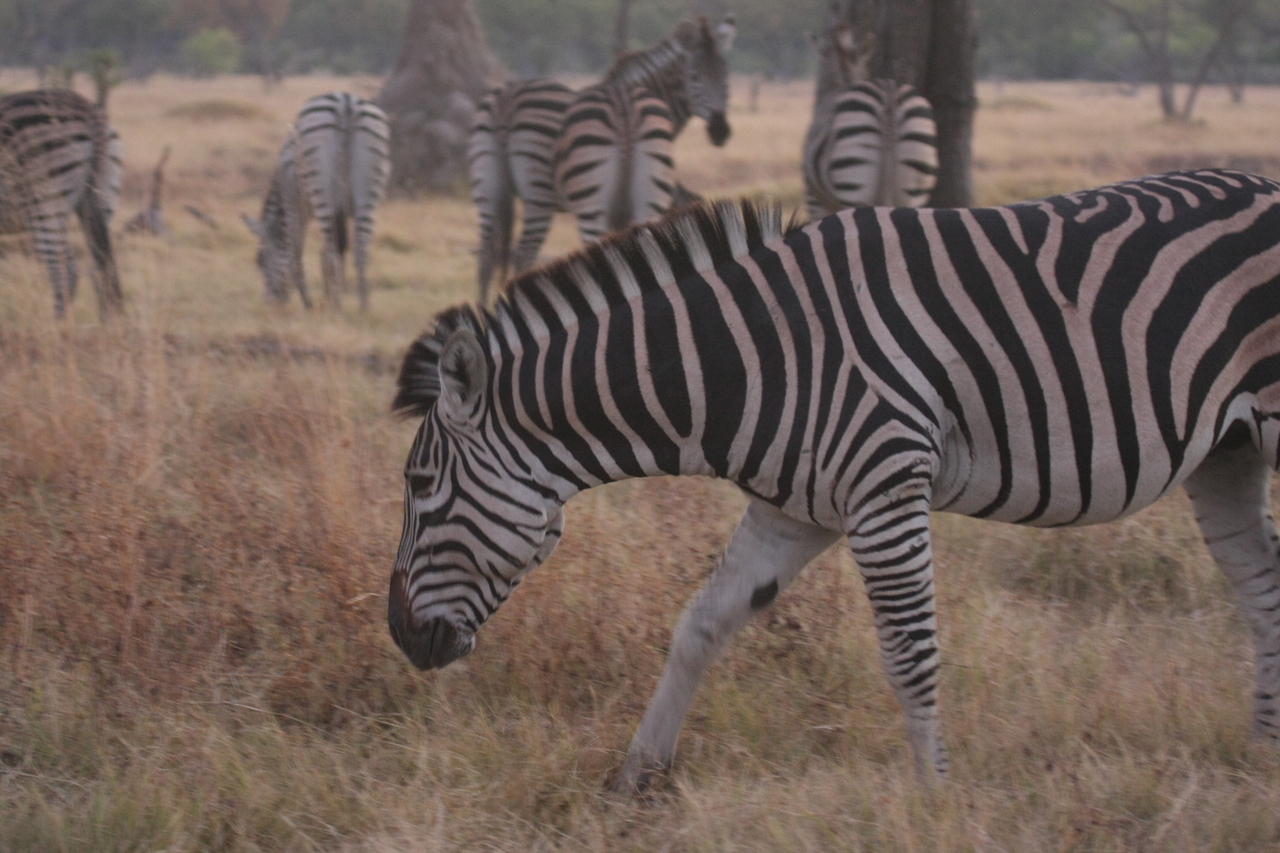 [20528] 2016_06_29_00_50_41_Africa_Canon_EOS_40D_IMG__00014.jpg