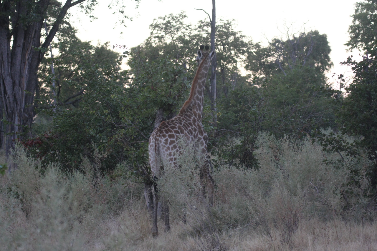 [20536] 2016_06_29_00_55_32_Africa_Canon_EOS_40D_IMG__10725.jpg