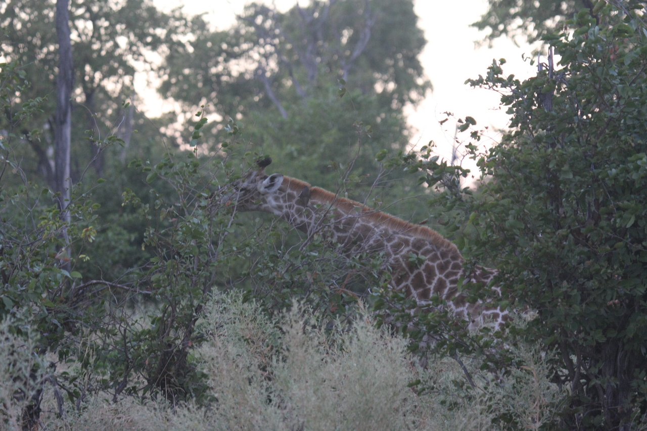 [20538] 2016_06_29_00_56_02_Africa_Canon_EOS_40D_IMG__00058.jpg