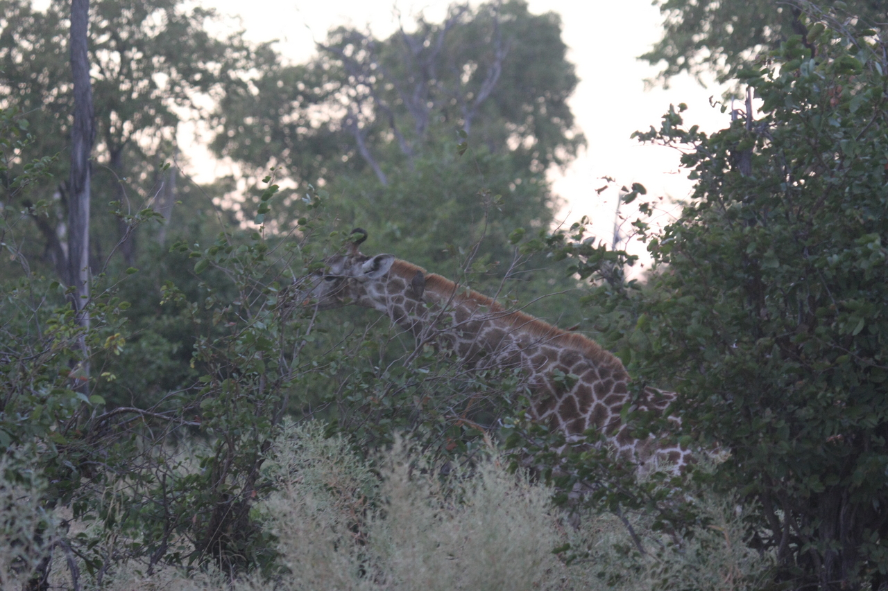 [20539] 2016_06_29_00_56_02_Africa_Canon_EOS_40D_IMG__03289.jpg