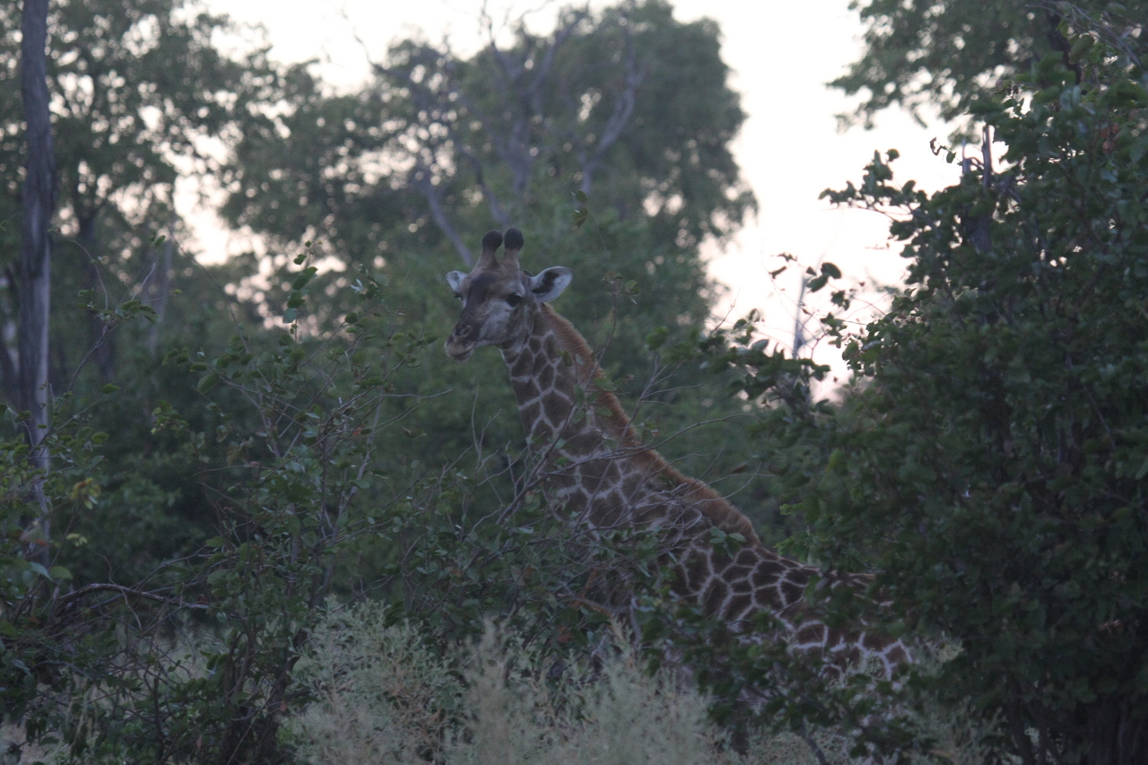 [20543] 2016_06_29_00_56_09_Africa_Canon_EOS_40D_IMG__00069.jpg