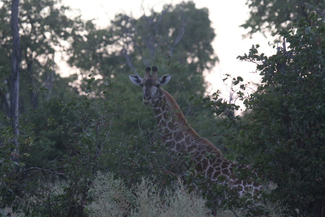 [20556] 2016_06_29_00_56_10_Africa_Canon_EOS_40D_IMG__10791.jpg