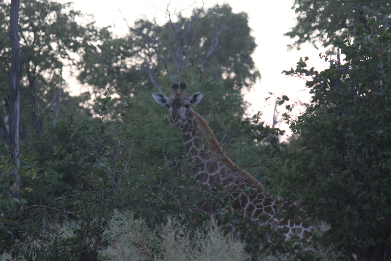 [20557] 2016_06_29_00_56_10_Africa_Canon_EOS_40D_IMG__10803.jpg