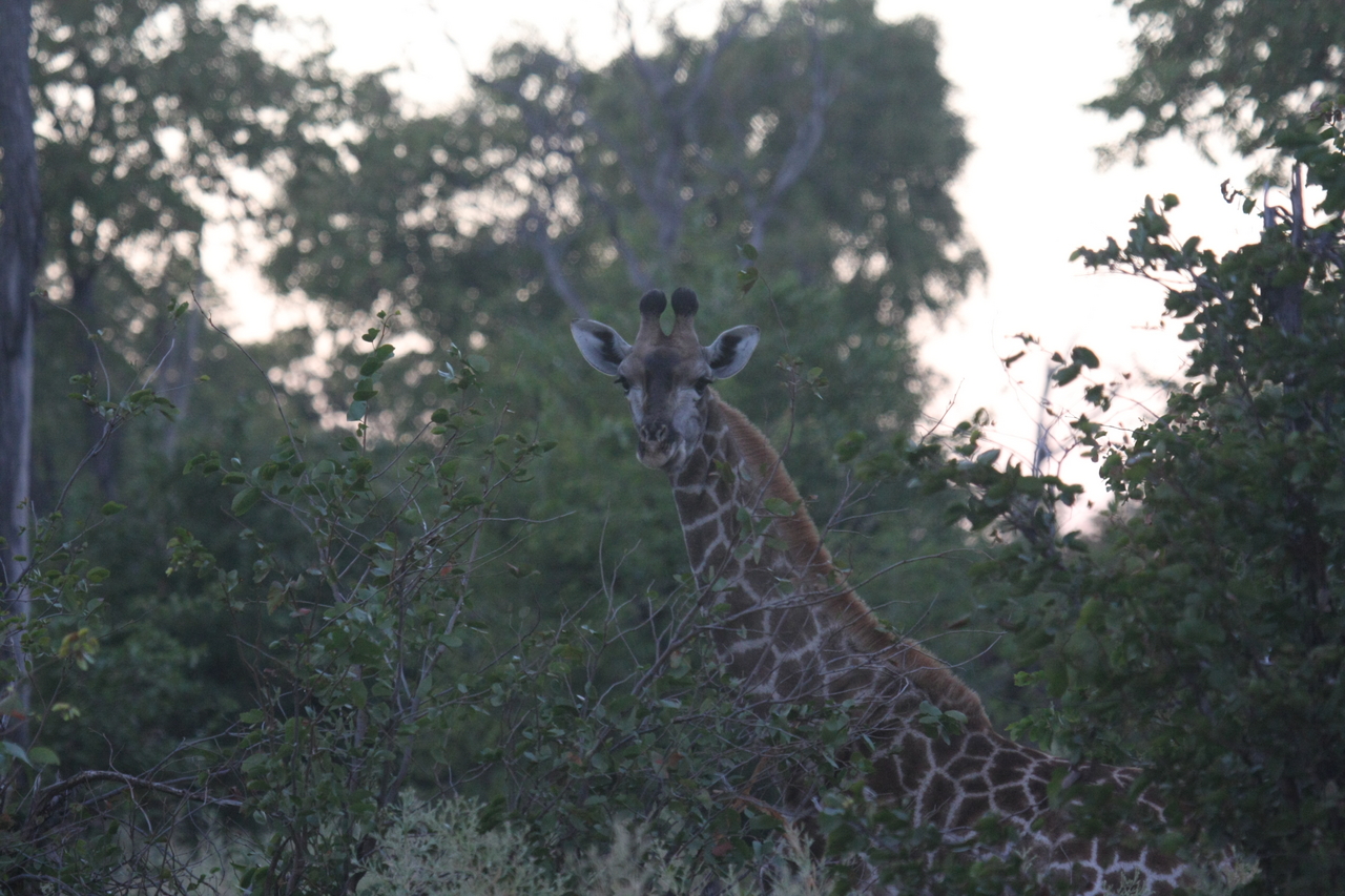 [20559] 2016_06_29_00_56_12_Africa_Canon_EOS_40D_IMG__00136.jpg
