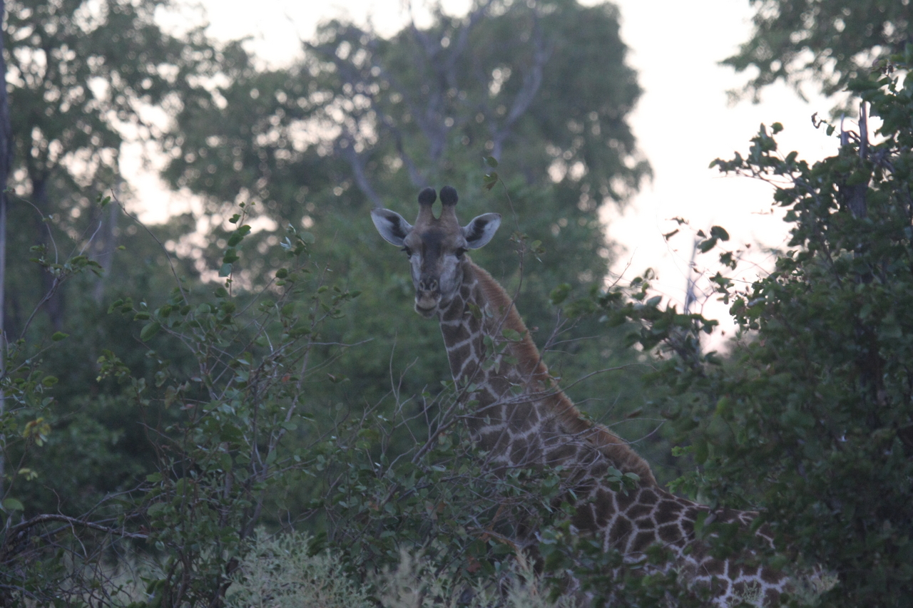 [20565] 2016_06_29_00_56_13_Africa_Canon_EOS_40D_IMG__00158.jpg