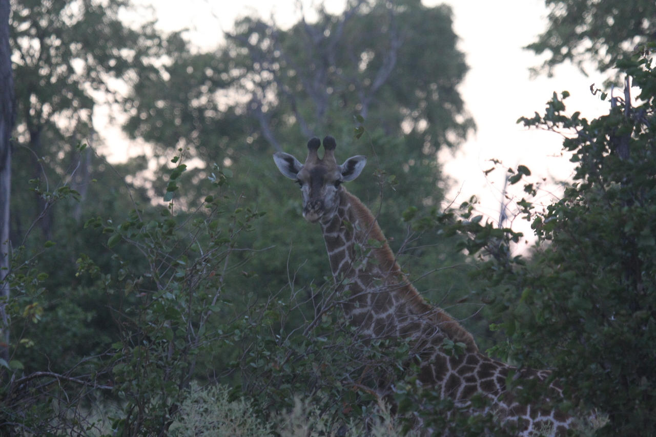 [20566] 2016_06_29_00_56_13_Africa_Canon_EOS_40D_IMG__03389.jpg