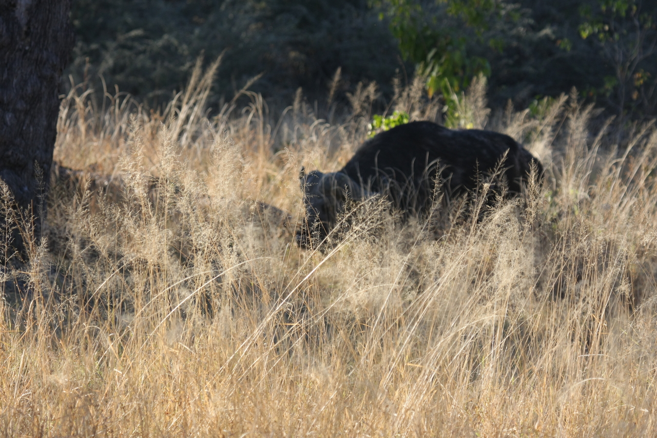 [20584] 2016_06_29_02_02_00_Africa_Canon_EOS_40D_IMG__10902.jpg