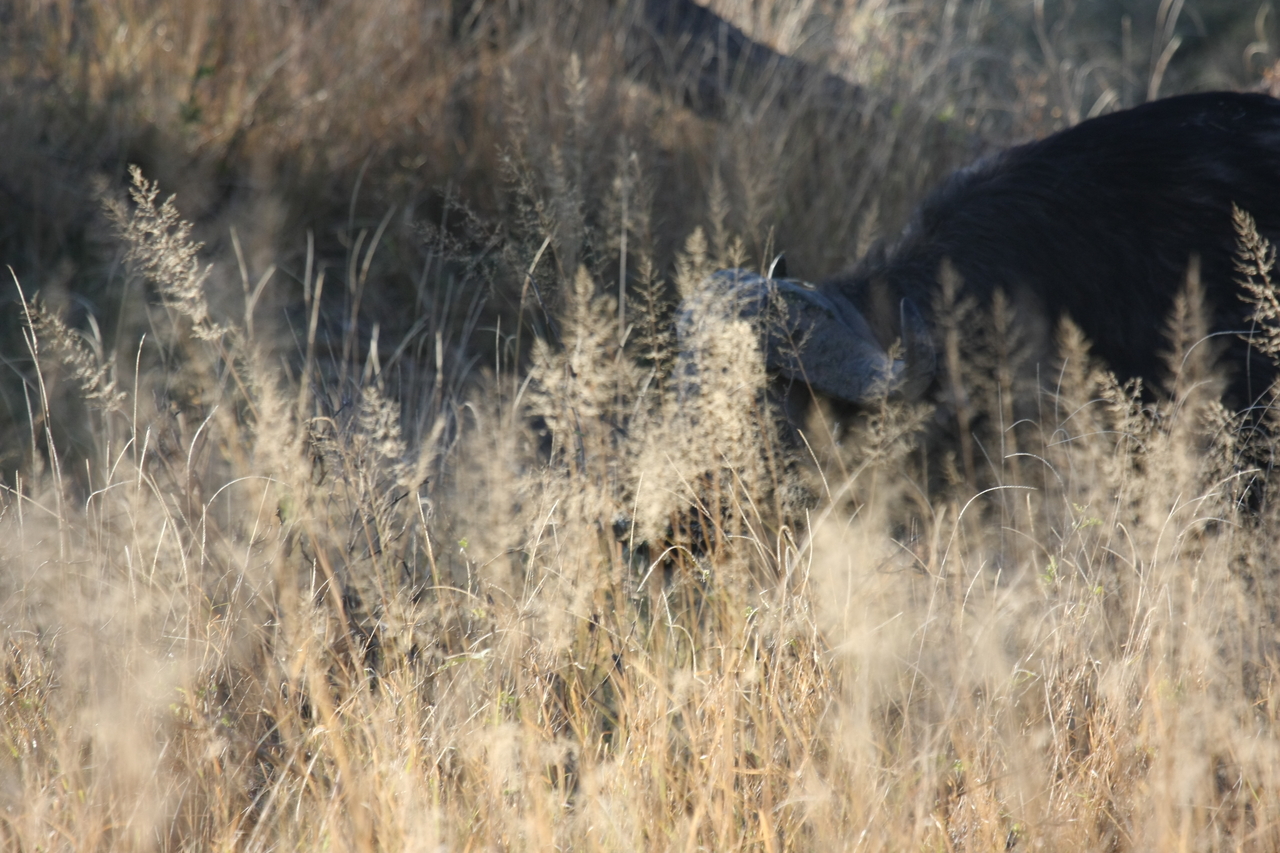 [20586] 2016_06_29_02_02_11_Africa_Canon_EOS_40D_IMG__00236.jpg