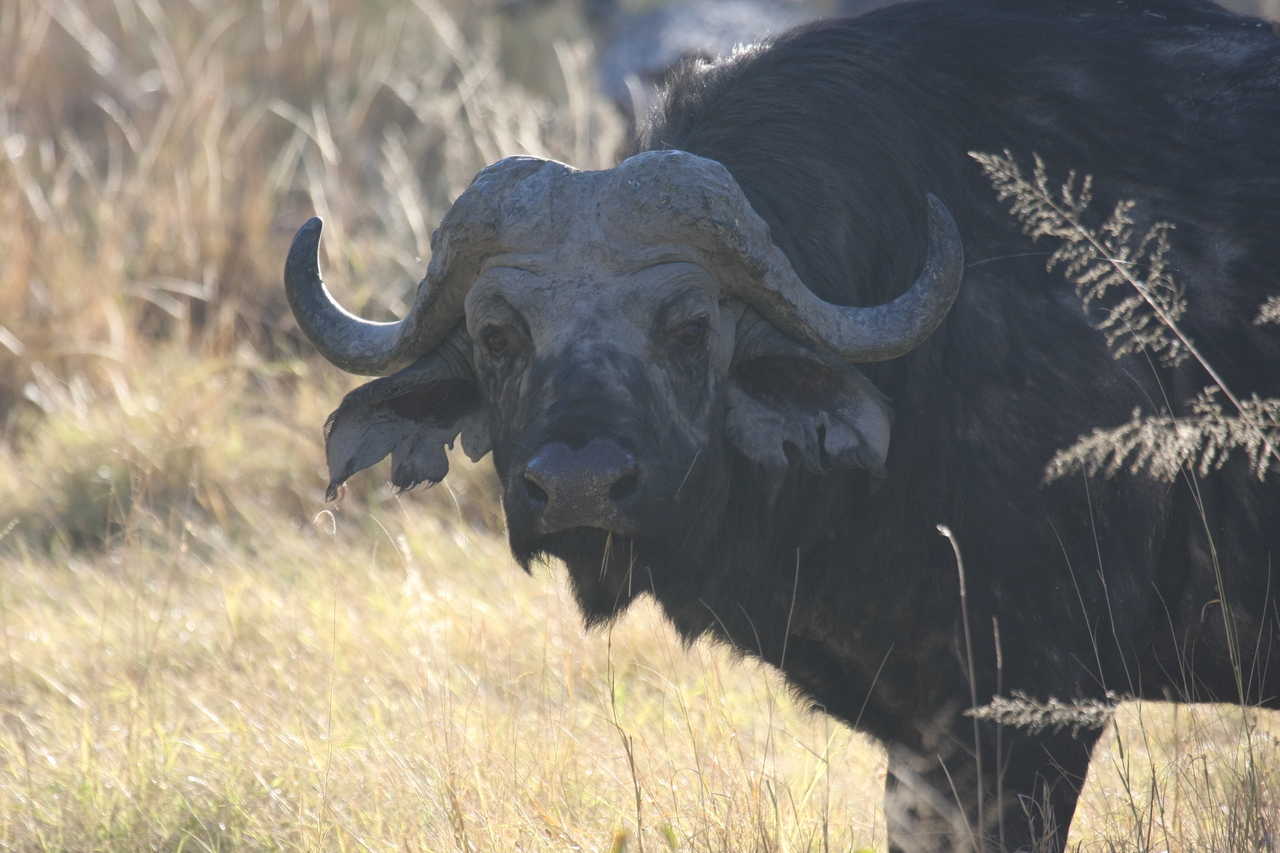 [20594] 2016_06_29_02_04_03_Africa_Canon_EOS_40D_IMG__03489.jpg