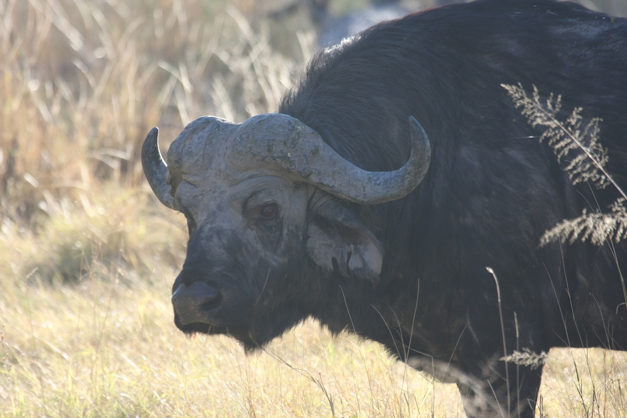 [20601] 2016_06_29_02_04_06_Africa_Canon_EOS_40D_IMG__03522.jpg