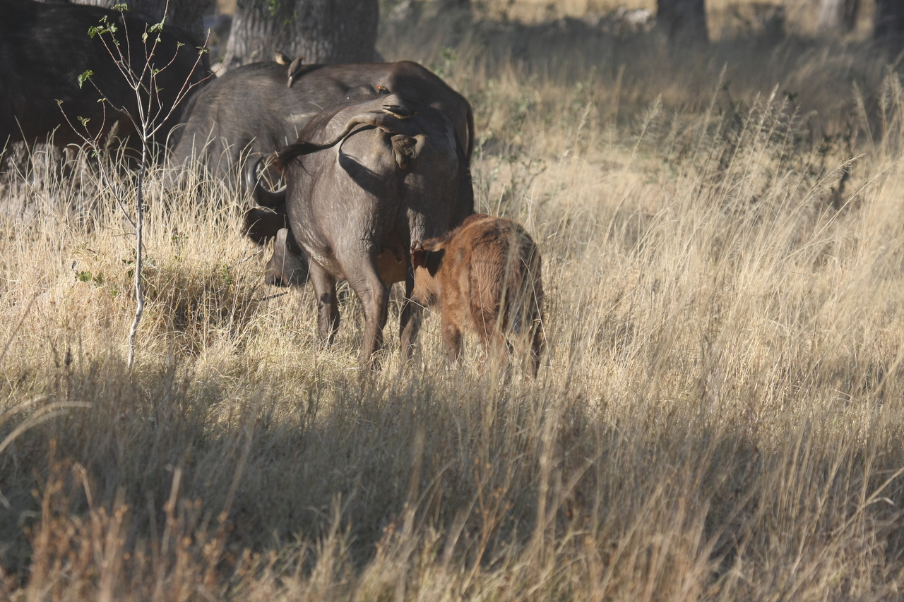[20603] 2016_06_29_02_16_05_Africa_Canon_EOS_40D_IMG__00291.jpg