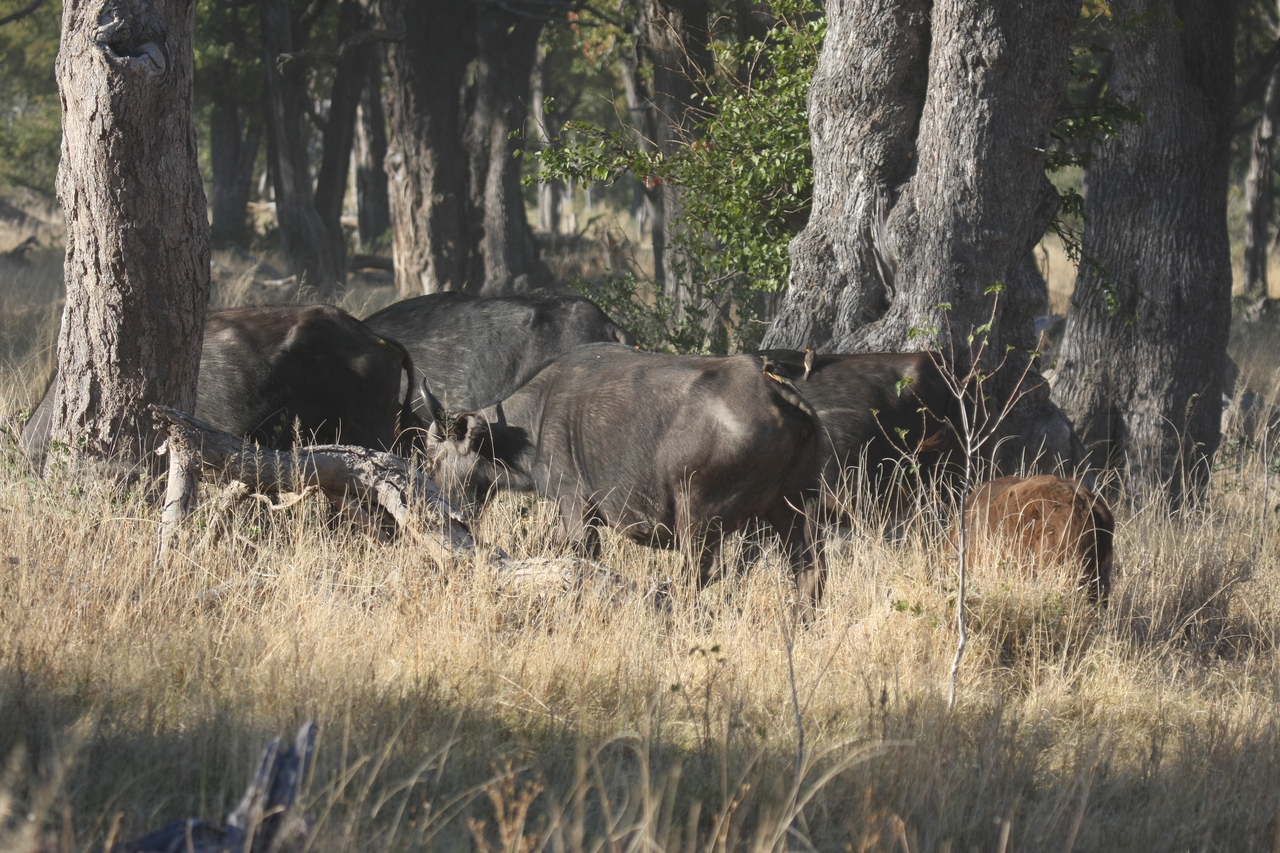 [20612] 2016_06_29_02_16_14_Africa_Canon_EOS_40D_IMG__03566.jpg