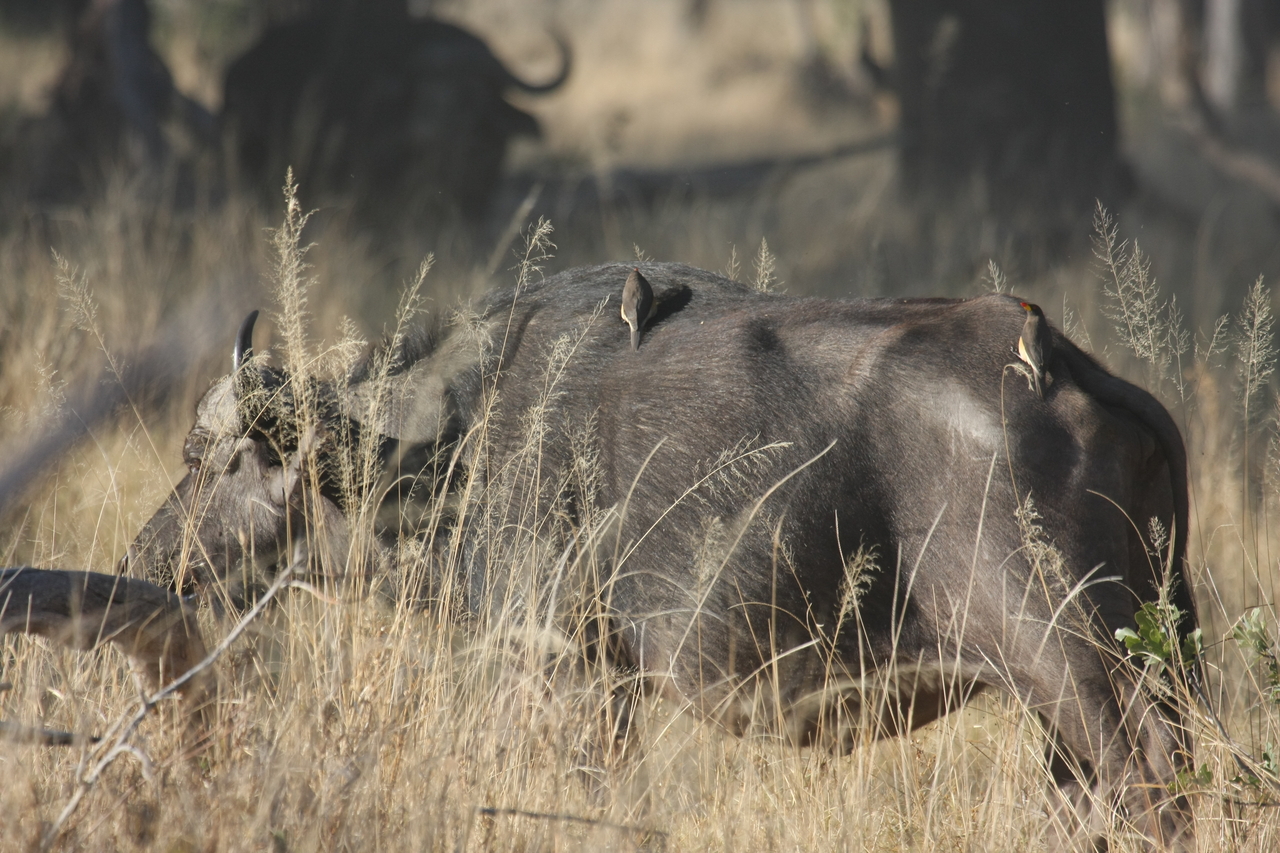 [20636] 2016_06_29_02_16_55_Africa_Canon_EOS_40D_IMG__03644.jpg
