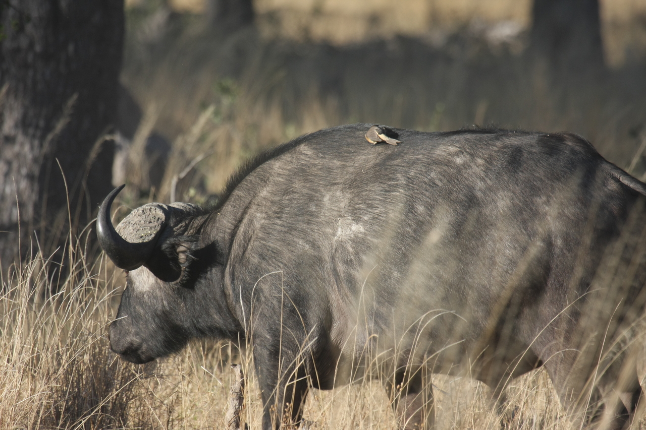 [20644] 2016_06_29_02_17_01_Africa_Canon_EOS_40D_IMG__03671.jpg