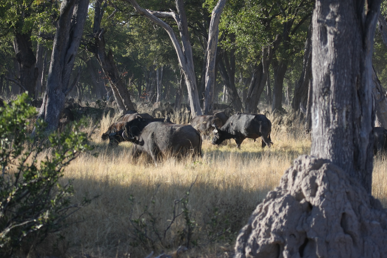 [20652] 2016_06_29_02_17_24_Africa_Canon_EOS_40D_IMG__00434.jpg