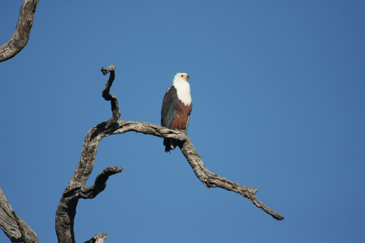 [20665] 2016_06_29_02_19_57_Africa_Canon_EOS_40D_IMG__11126.jpg
