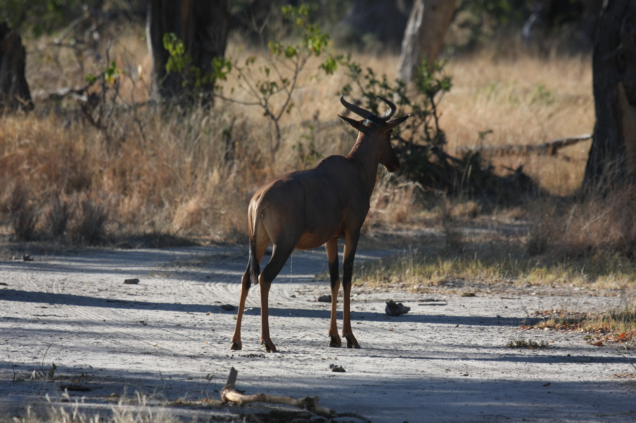 [20692] 2016_06_29_02_52_16_Africa_Canon_EOS_40D_IMG__11136.jpg