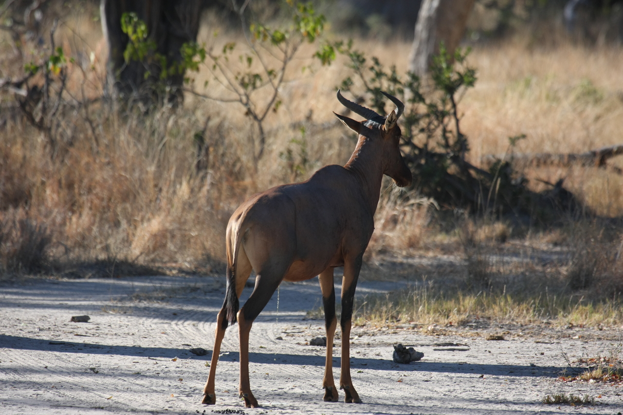 [20697] 2016_06_29_02_52_22_Africa_Canon_EOS_40D_IMG__11137.jpg