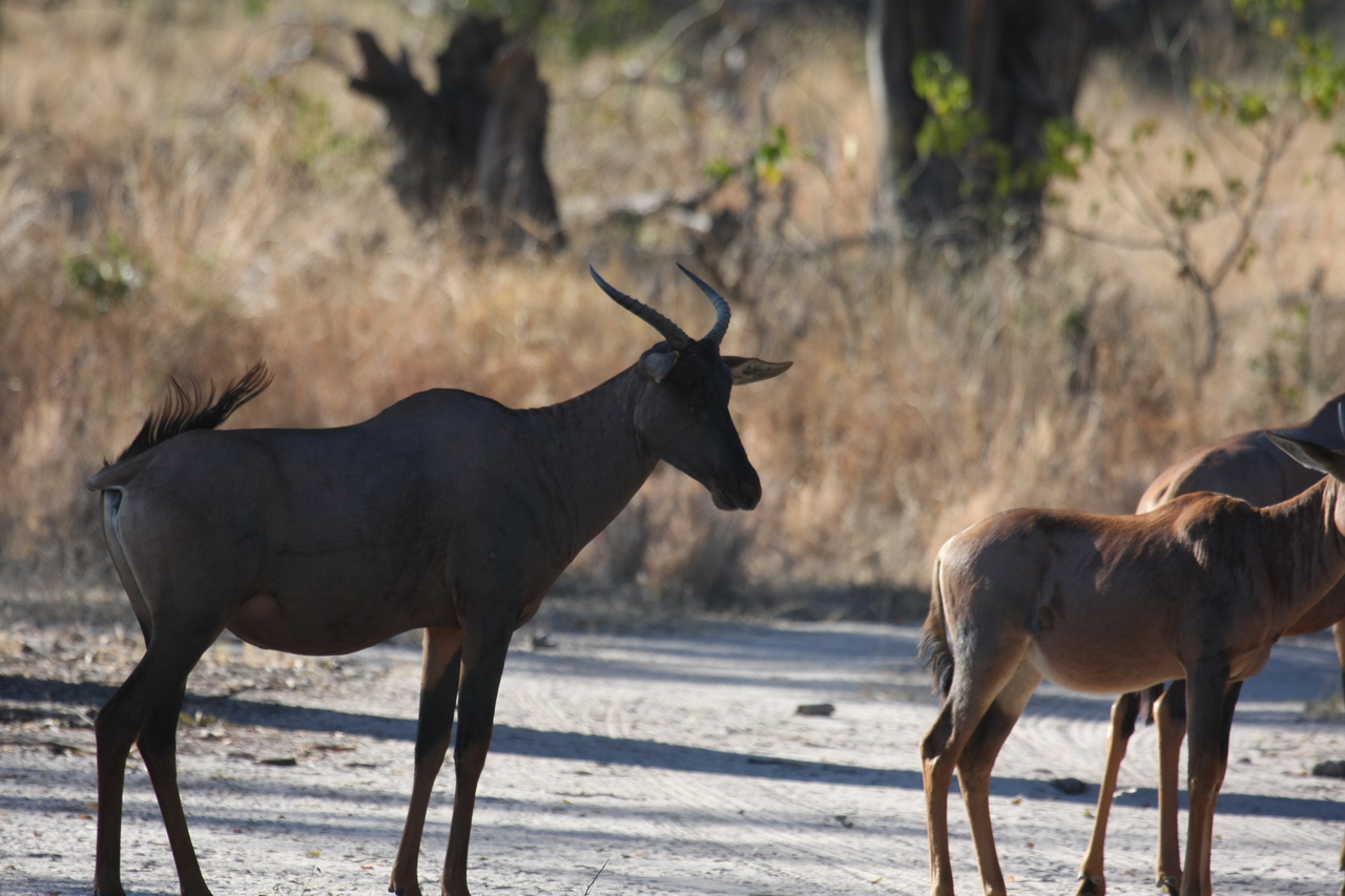 [20710] 2016_06_29_02_52_34_Africa_Canon_EOS_40D_IMG__11143.jpg
