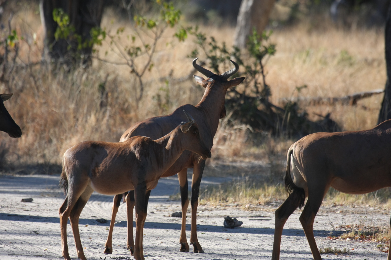 [20725] 2016_06_29_02_52_42_Africa_Canon_EOS_40D_IMG__11148.jpg