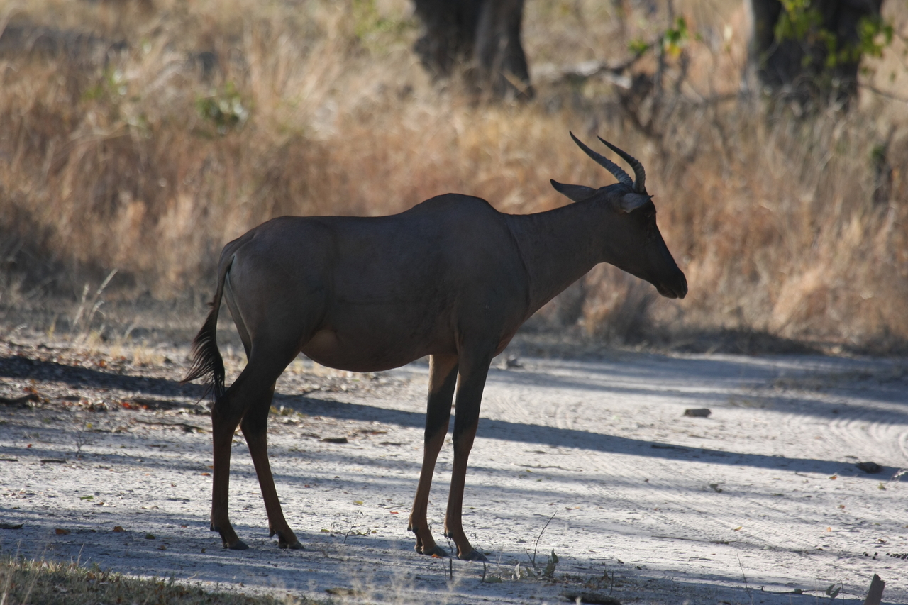 [20737] 2016_06_29_02_53_06_Africa_Canon_EOS_40D_IMG__11153.jpg