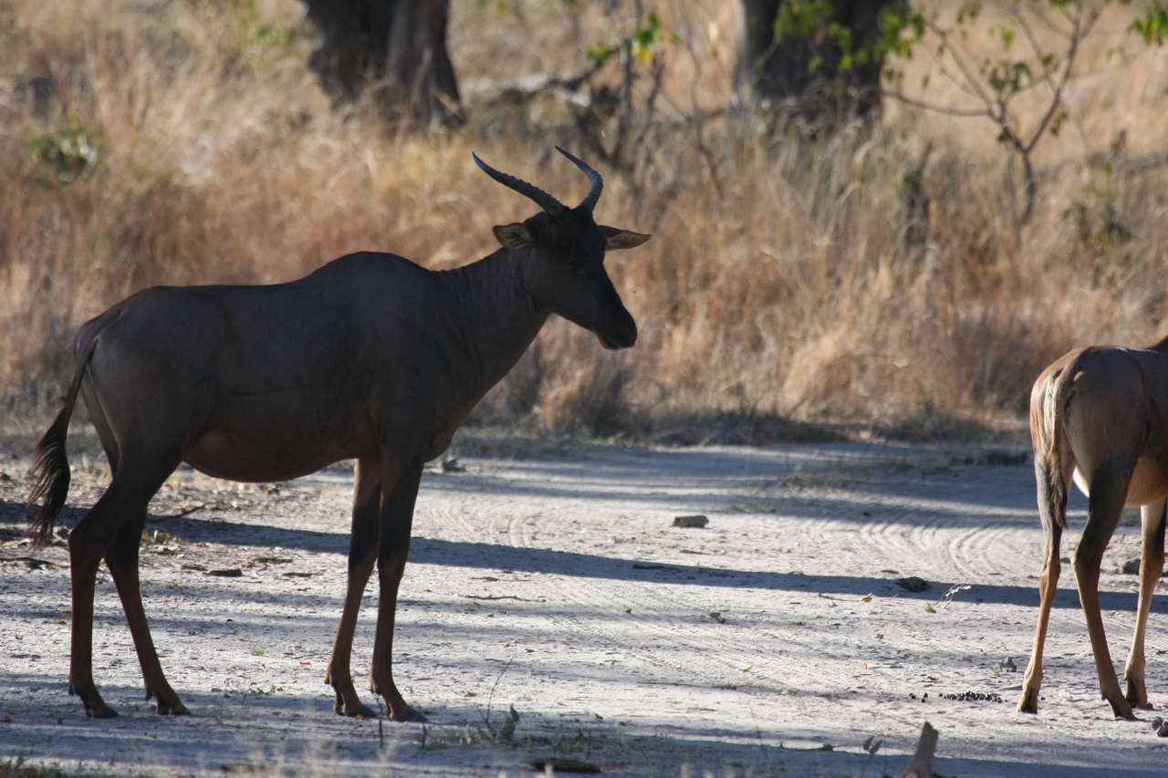 [20740] 2016_06_29_02_53_27_Africa_Canon_EOS_40D_IMG__11154.jpg