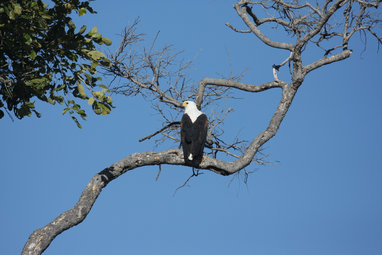 [20755] 2016_06_29_02_59_23_Africa_Canon_EOS_40D_IMG__03712.jpg