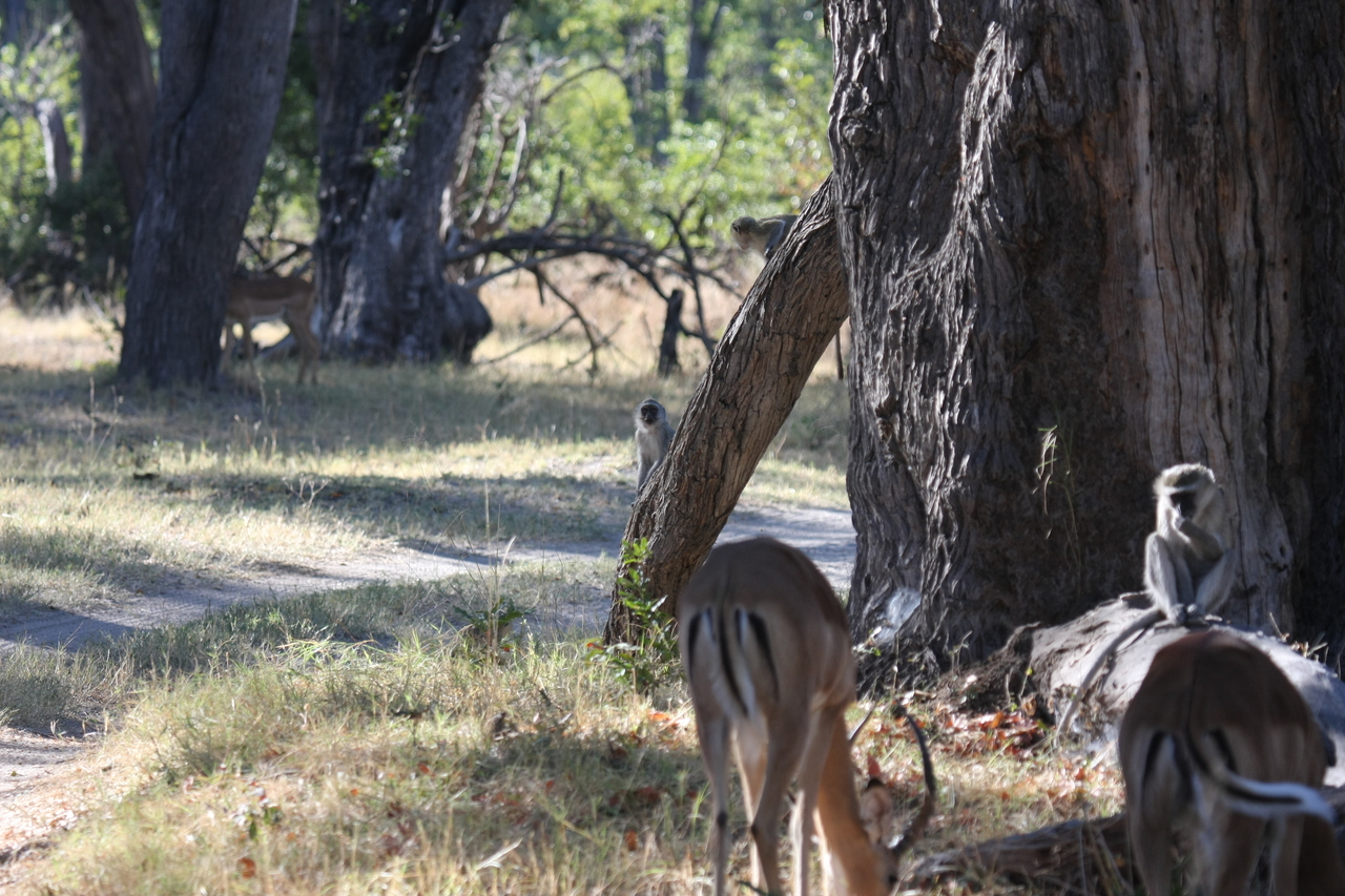 [20799] 2016_06_29_03_07_11_Africa_Canon_EOS_40D_IMG__10694.jpg