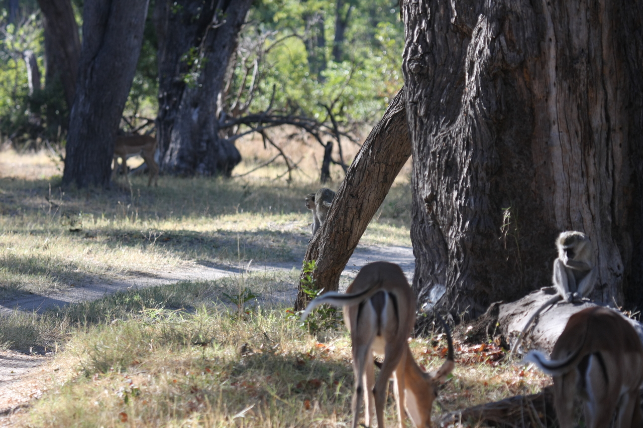[20805] 2016_06_29_03_07_13_Africa_Canon_EOS_40D_IMG__00008.jpg