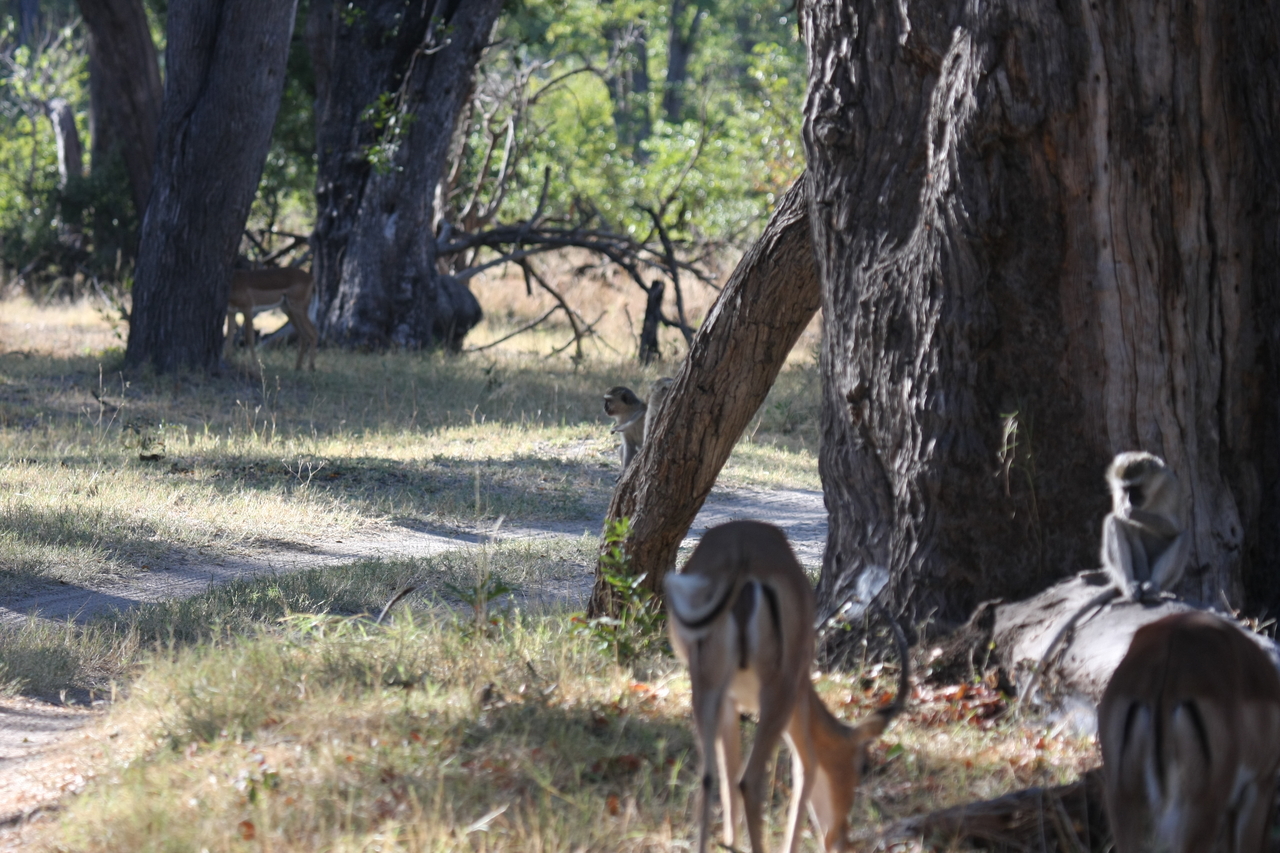 [20806] 2016_06_29_03_07_13_Africa_Canon_EOS_40D_IMG__03249.jpg