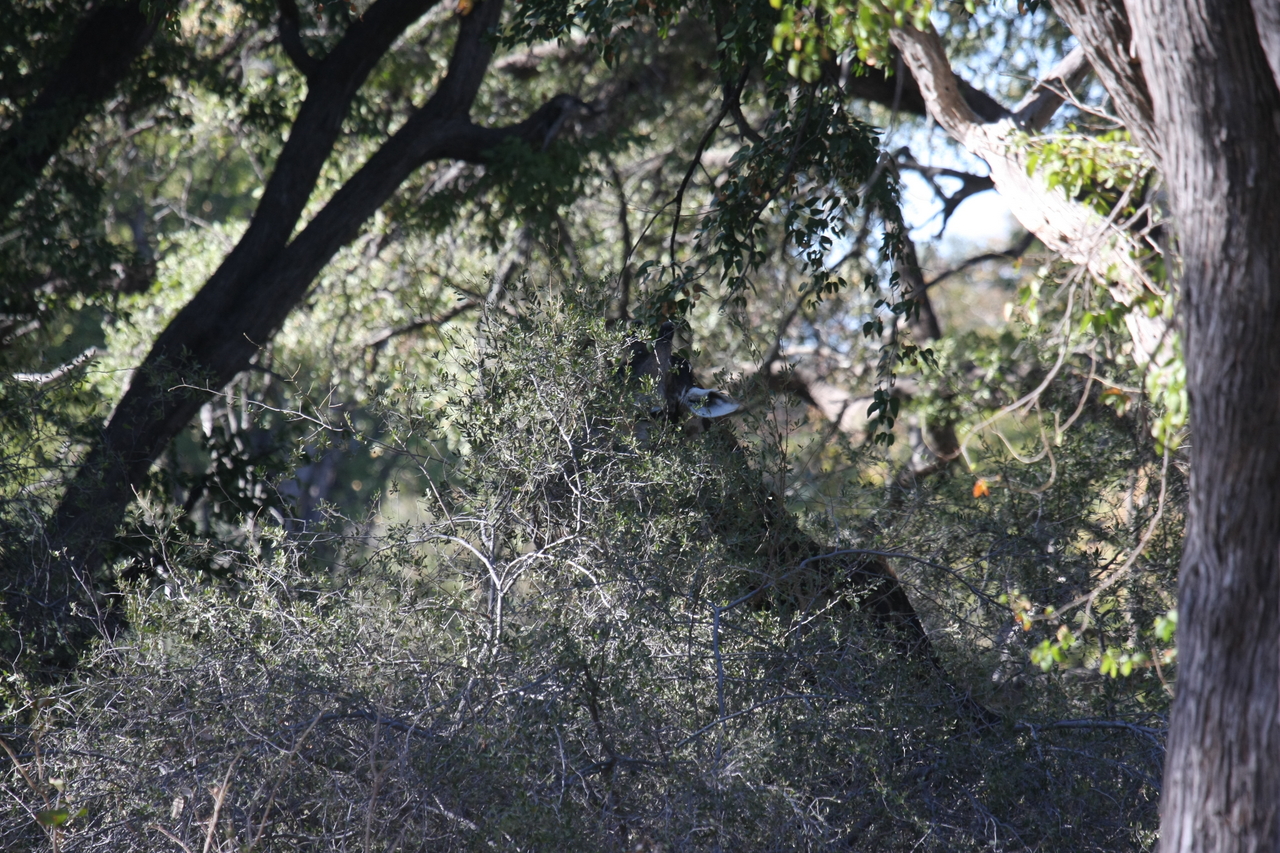 [20813] 2016_06_29_03_07_37_Africa_Canon_EOS_40D_IMG__03251.jpg