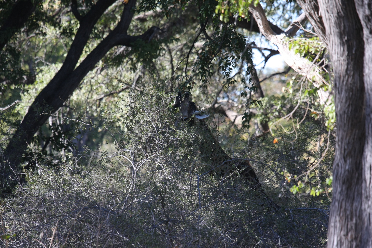 [20815] 2016_06_29_03_07_37_Africa_Canon_EOS_40D_IMG__03253.jpg