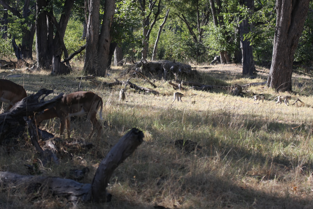 [20824] 2016_06_29_03_07_52_Africa_Canon_EOS_40D_IMG__10702.jpg