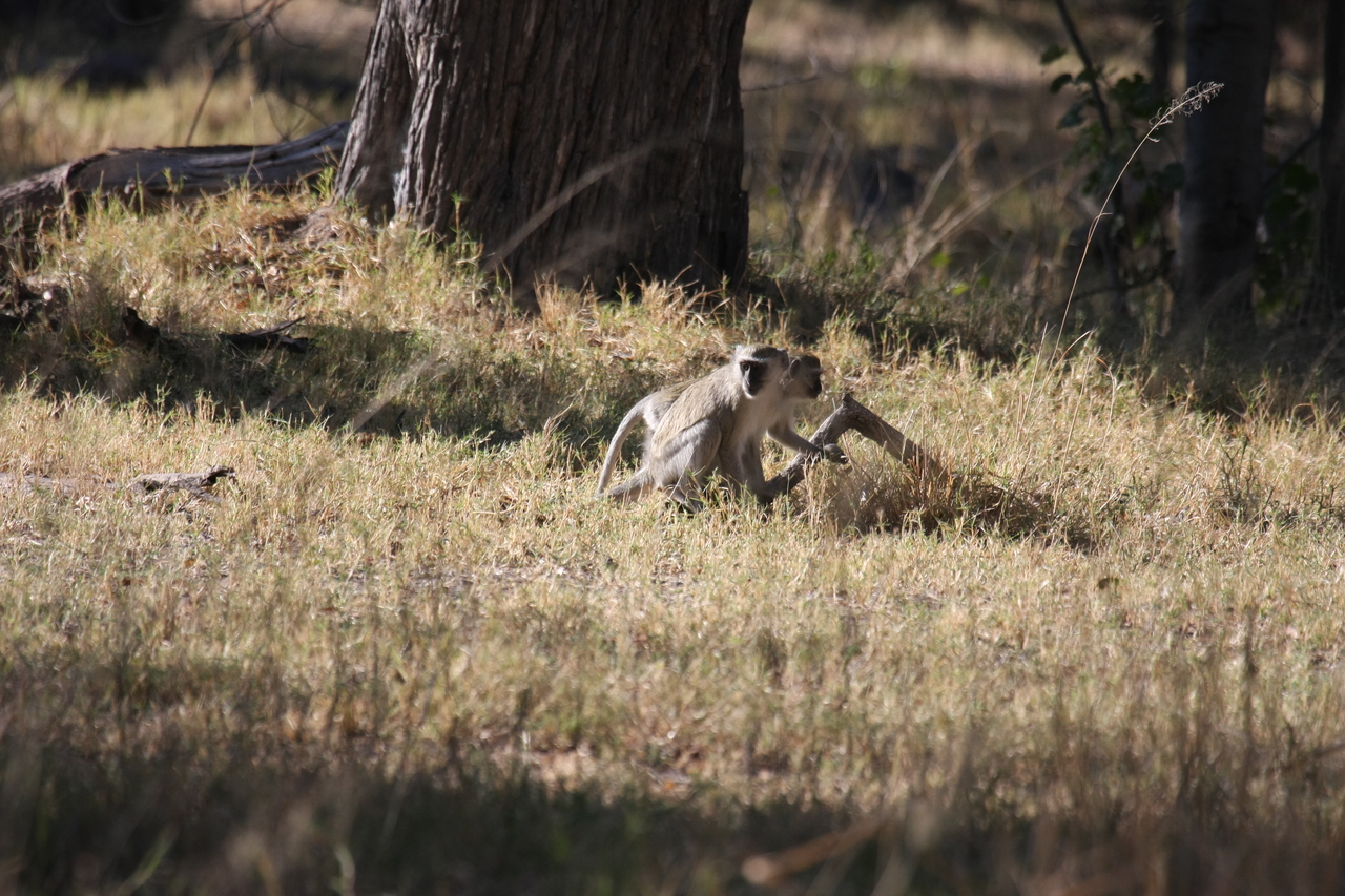 [20829] 2016_06_29_03_08_00_Africa_Canon_EOS_40D_IMG__03258.jpg