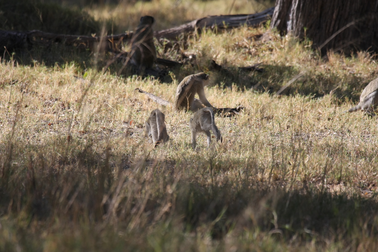 [20839] 2016_06_29_03_08_09_Africa_Canon_EOS_40D_IMG__03262.jpg