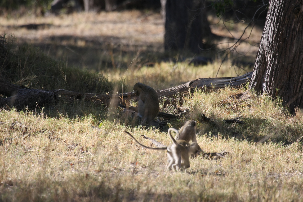 [20868] 2016_06_29_03_08_20_Africa_Canon_EOS_40D_IMG__00031.jpg