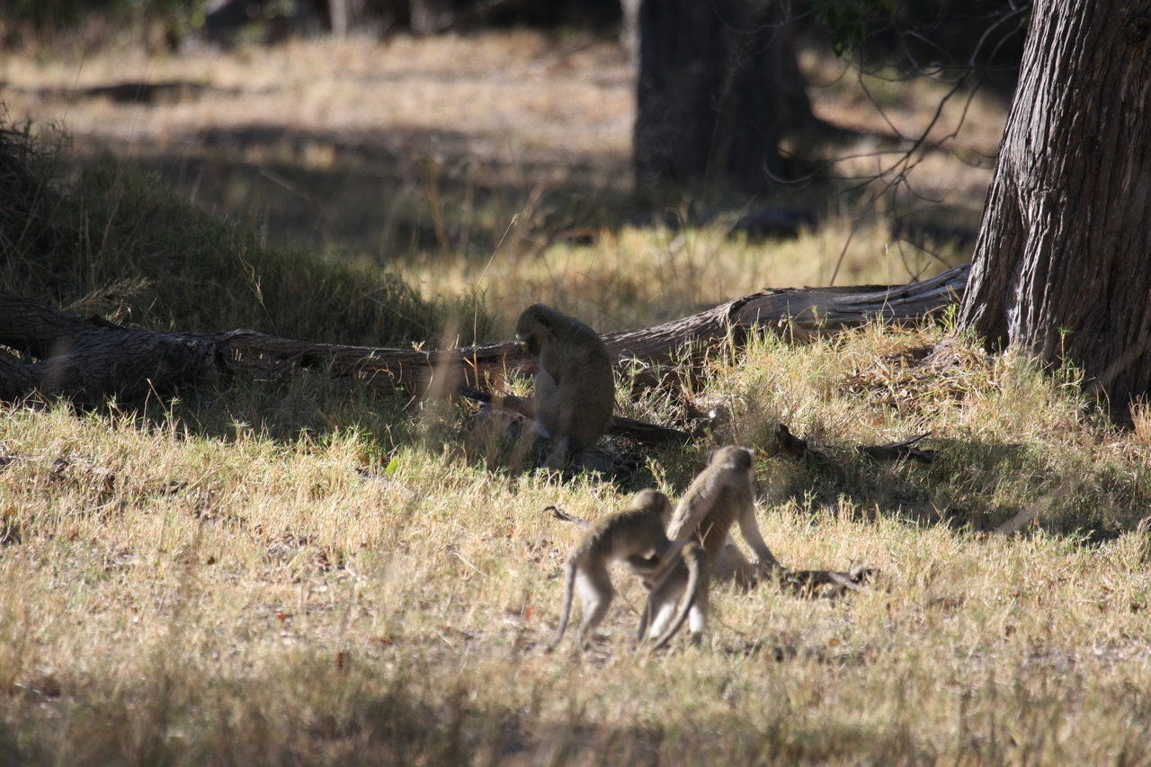 [20870] 2016_06_29_03_08_20_Africa_Canon_EOS_40D_IMG__03272.jpg