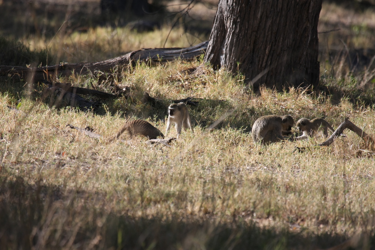 [20917] 2016_06_29_03_09_31_Africa_Canon_EOS_40D_IMG__10737.jpg