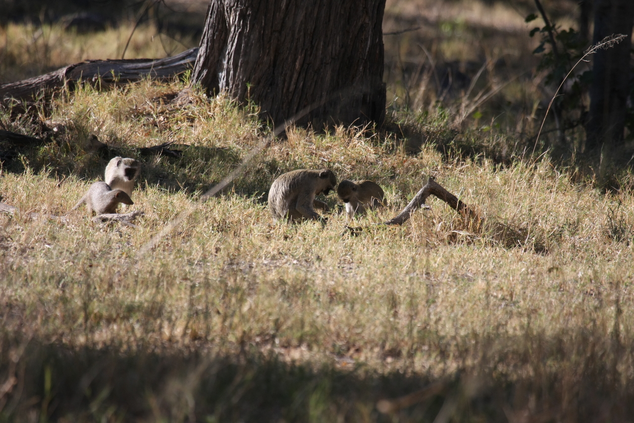 [20921] 2016_06_29_03_09_39_Africa_Canon_EOS_40D_IMG__03291.jpg