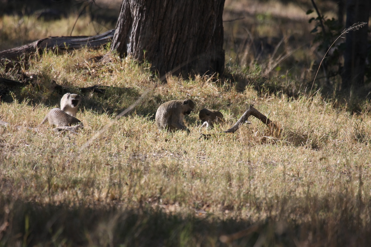 [20922] 2016_06_29_03_09_39_Africa_Canon_EOS_40D_IMG__03292.jpg