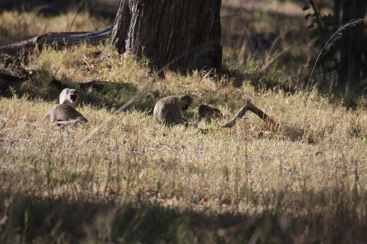 [20923] 2016_06_29_03_09_39_Africa_Canon_EOS_40D_IMG__03293.jpg