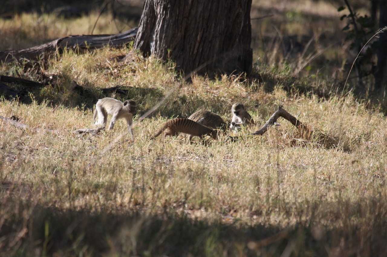 [20933] 2016_06_29_03_09_42_Africa_Canon_EOS_40D_IMG__00054.jpg