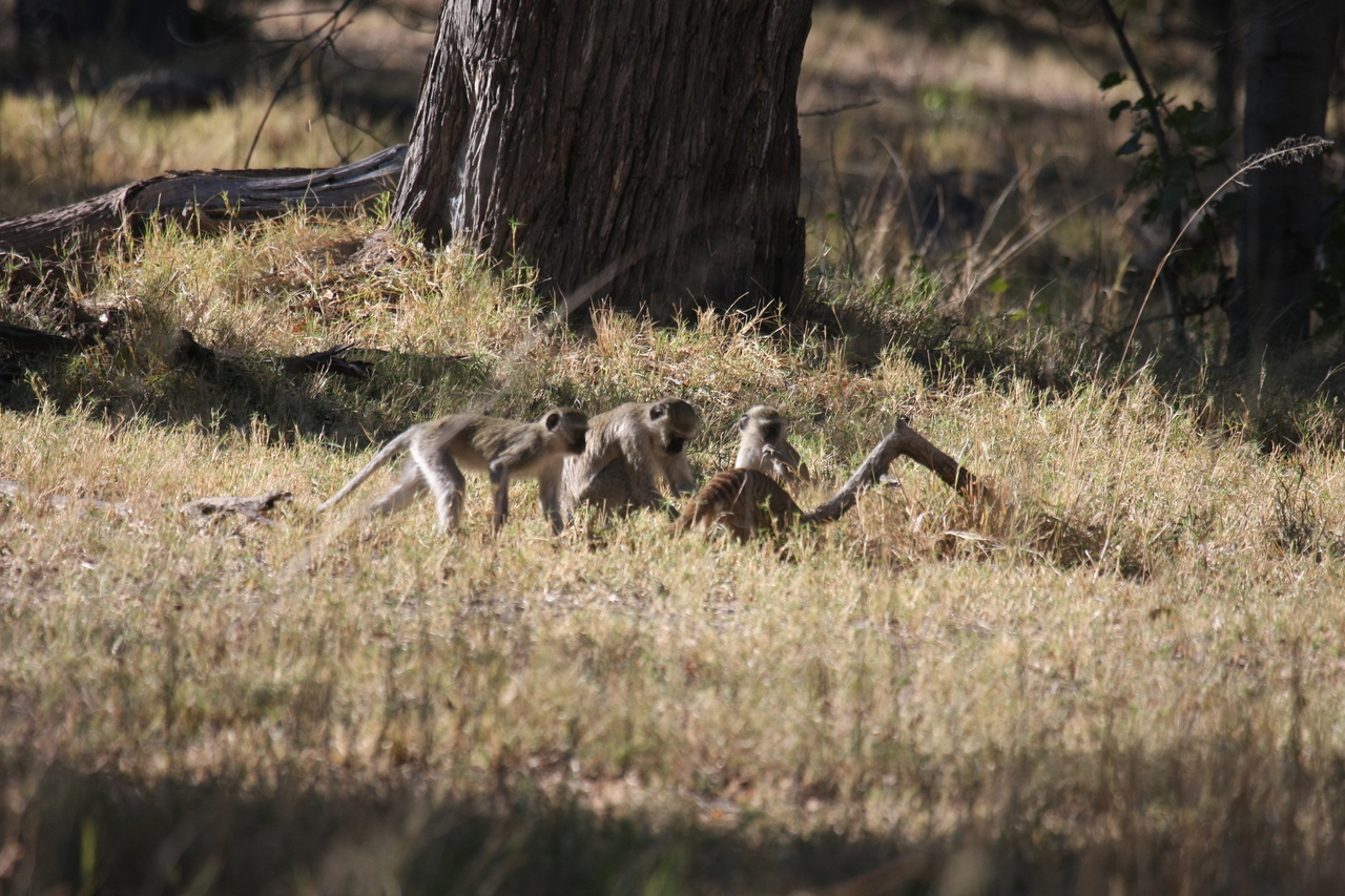 [20946] 2016_06_29_03_09_44_Africa_Canon_EOS_40D_IMG__03301.jpg