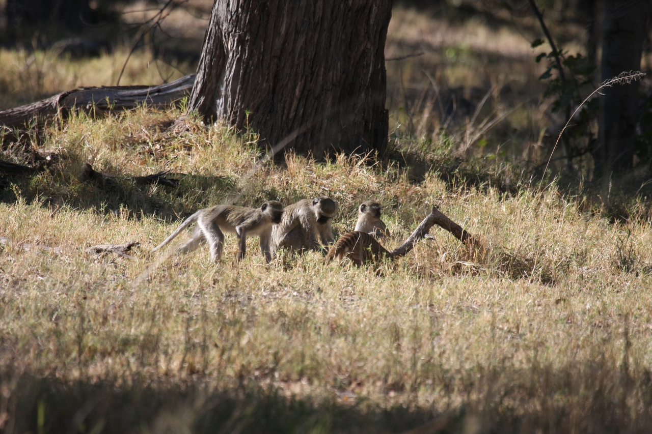 [20948] 2016_06_29_03_09_45_Africa_Canon_EOS_40D_IMG__00060.jpg