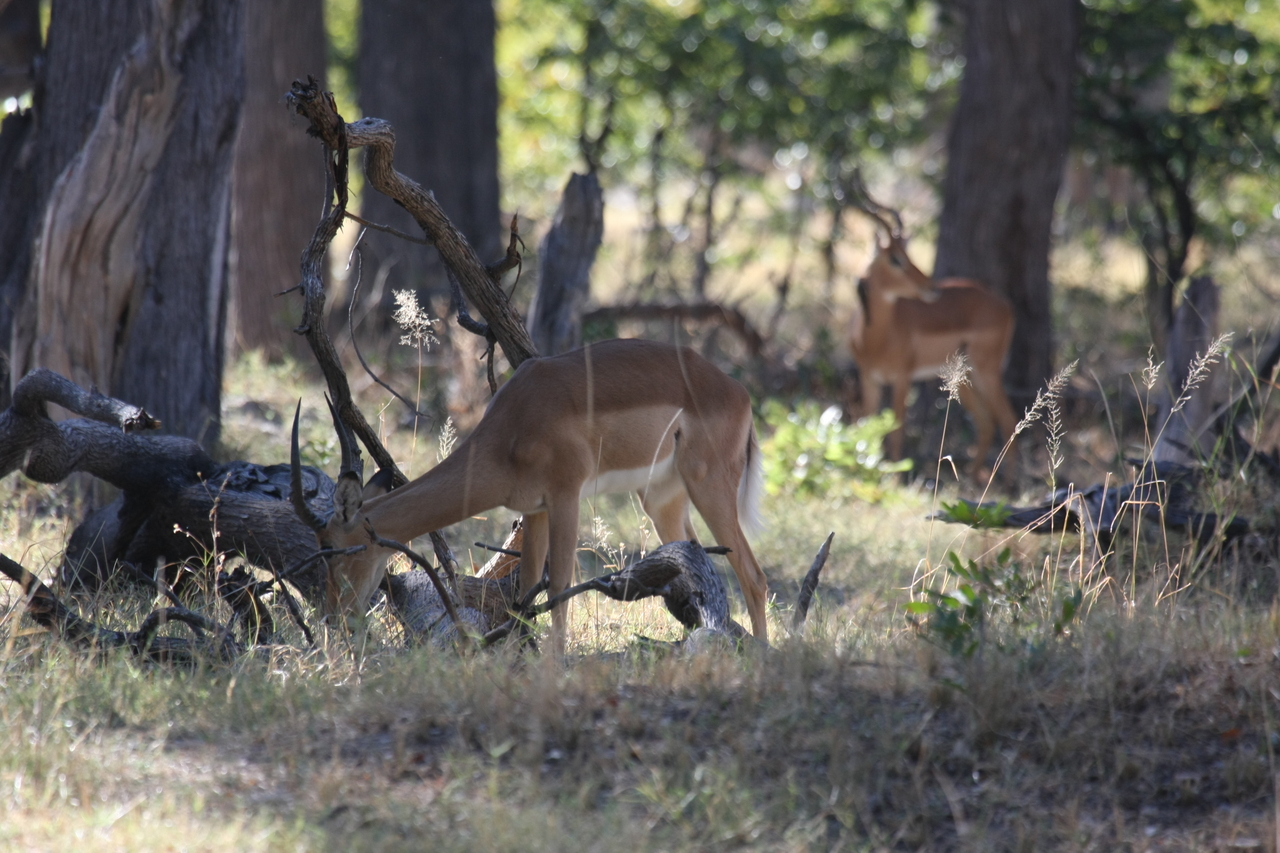 [20956] 2016_06_29_03_10_05_Africa_Canon_EOS_40D_IMG__00064.jpg
