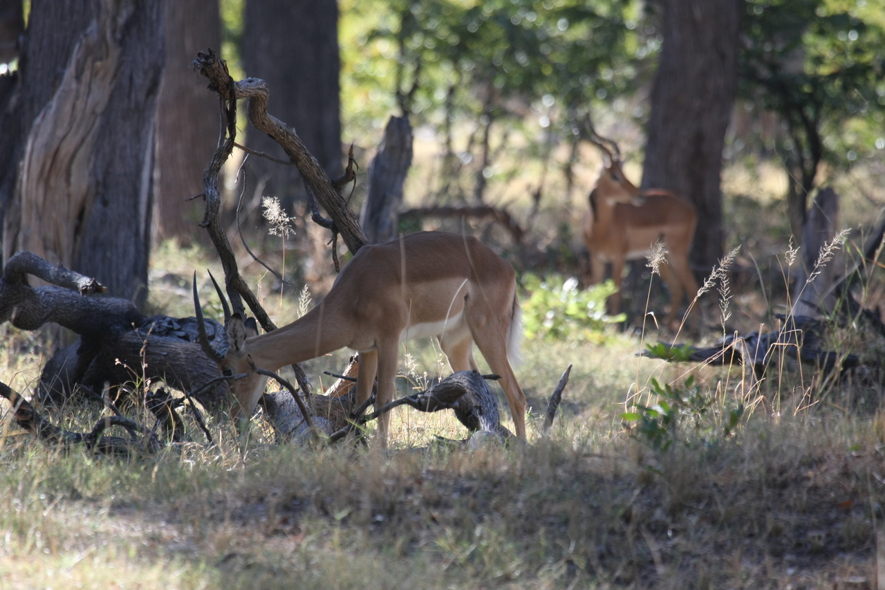 [20961] 2016_06_29_03_10_05_Africa_Canon_EOS_40D_IMG__10752.jpg