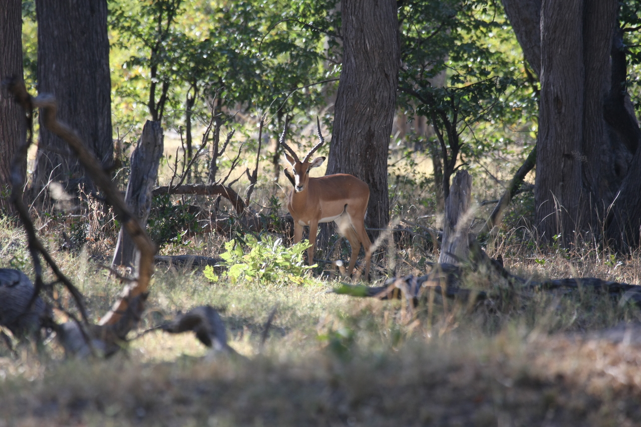 [20971] 2016_06_29_03_10_13_Africa_Canon_EOS_40D_IMG__03310.jpg