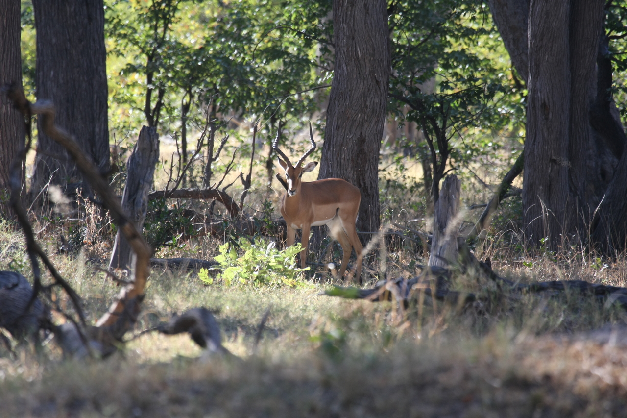 [20973] 2016_06_29_03_10_13_Africa_Canon_EOS_40D_IMG__10756.jpg