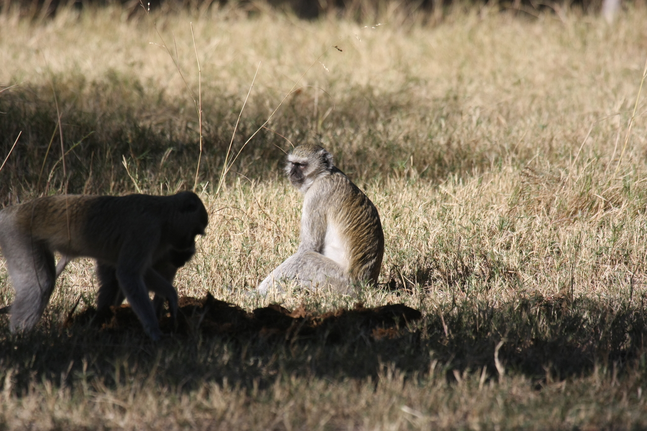 [20981] 2016_06_29_03_12_01_Africa_Canon_EOS_40D_IMG__00072.jpg