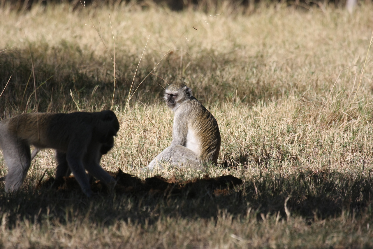 [20984] 2016_06_29_03_12_01_Africa_Canon_EOS_40D_IMG__03315.jpg